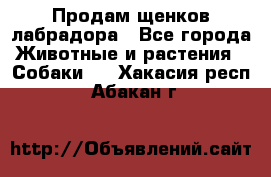 Продам щенков лабрадора - Все города Животные и растения » Собаки   . Хакасия респ.,Абакан г.